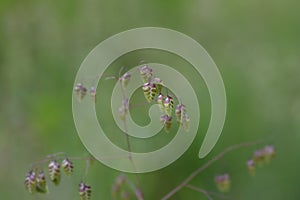 Common quaking grass