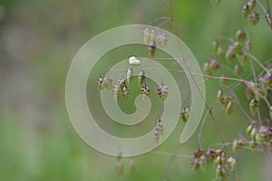 Common quaking grass