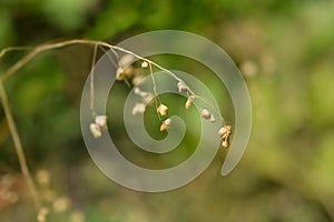 Common quaking grass