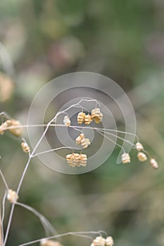Common quaking grass