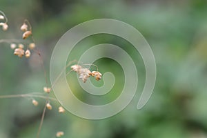 Common quaking grass