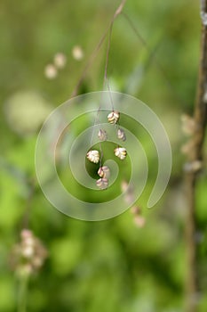Common quaking grass