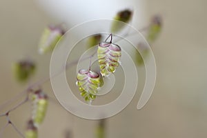 Common quaking grass