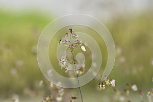 Common quaking grass