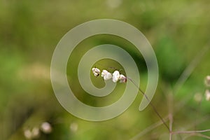 Common quaking grass