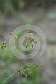 Common quaking grass