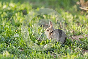 Common Rabbit or European Rabbit Oryctolagus cuniculus feeding in the meadow.