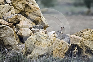 The common rabbit or European rabbit is a species of lagomorphic mammal of the Leporidae family, photo