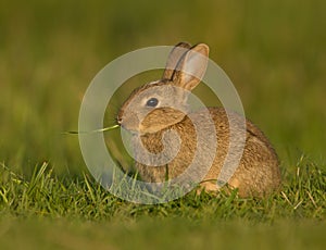 Common rabbit (Oryctolagus cuniculus)