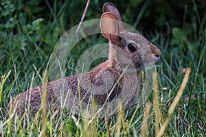 Common Rabbit Sitting Attentive in the Grass