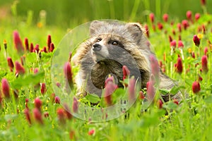 Common raccoon dog Nyctereutes procyonoides meadow Chinese Asian field closeup cute darling invasive species in Europe