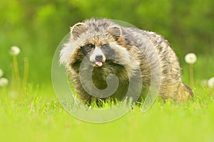 Common raccoon dog Nyctereutes procyonoides meadow Chinese Asian field closeup cute darling invasive species in Europe