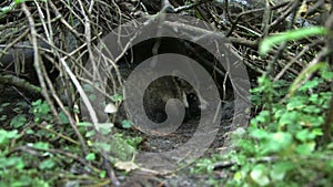 Common raccoon dog resting in cave with eyes open