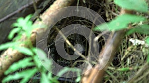 Common raccoon dog resting in cave and watching camera