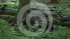 Common raccoon dog rushes through the forest