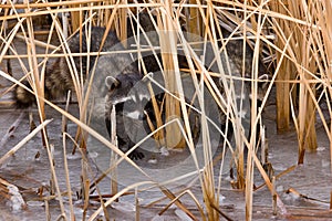 Common Raccoons