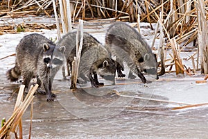 Common Raccoons