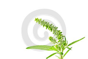 Common ragweed