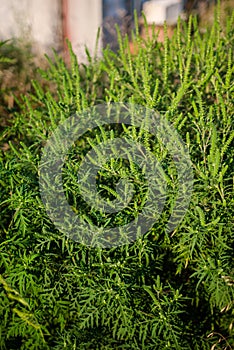 Common Ragweed, ambrosia