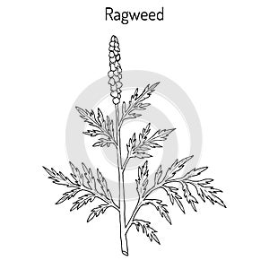 Common ragweed Ambrosia artemisiifolia