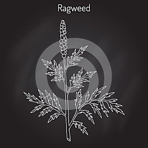 Common ragweed Ambrosia artemisiifolia