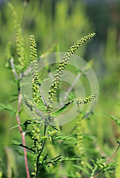 Common ragweed (Ambrosia artemisiifolia) flowers