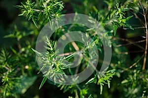 Common Ragweed, ambrosia bush