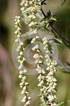 Common Ragweed Flowers 605500