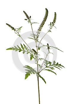Common Ragweed plant photo