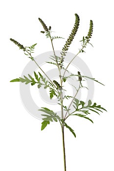 Common Ragweed plant
