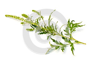Common Ragweed