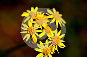 Common Ragwort Flower - Yellow Flowers photo