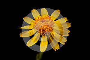 Common Ragwort Senecio jacobaea. Capitulum Closeup