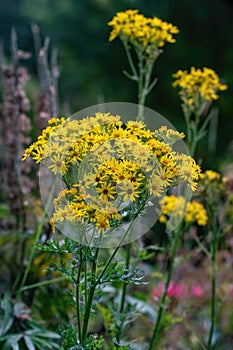 Common ragwort wild flower in the family Asteraceae