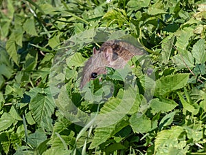 Common rat (Rattus norvegicus) with dark grey and brown fur hiding in green grass in bright sunlight