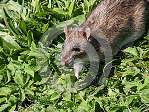 Common rat (Rattus norvegicus) with grey fur walking in green grass in bright sunlight