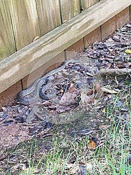 Common rat snake beside garden fence