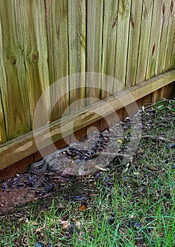 Common rat snake beside garden fence