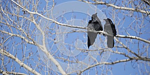 Common Raven