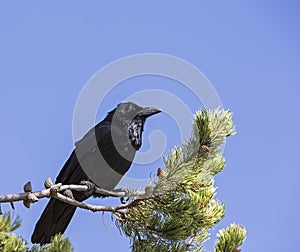 Common raven bird Corvus corax Corvidae pine tree