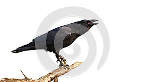 Common raven calling on branch isolated on white background.