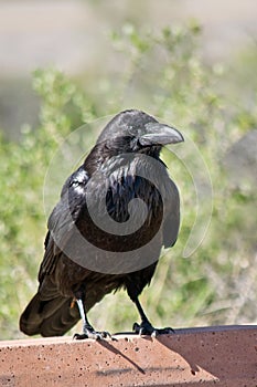 Common Raven in Canyonlands National Park