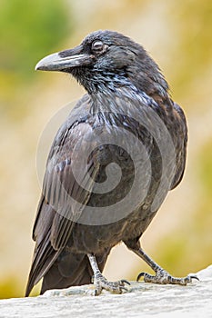 Common Raven