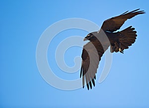 A Common Raven controlling his flight