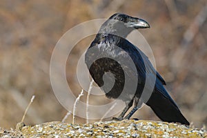 Common Raven Corvus corax