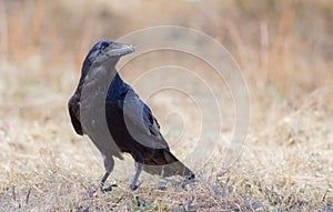 Common Raven - Corvus corax