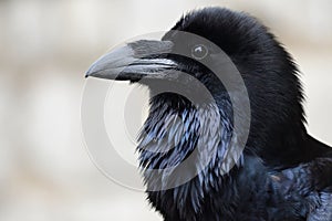 Common raven corvus corax