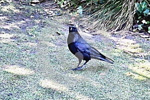 Common raven, Corvus corax, 15.