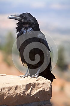 Common Raven (Corvus corax)