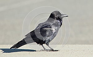 Common Raven (Corvus corax).